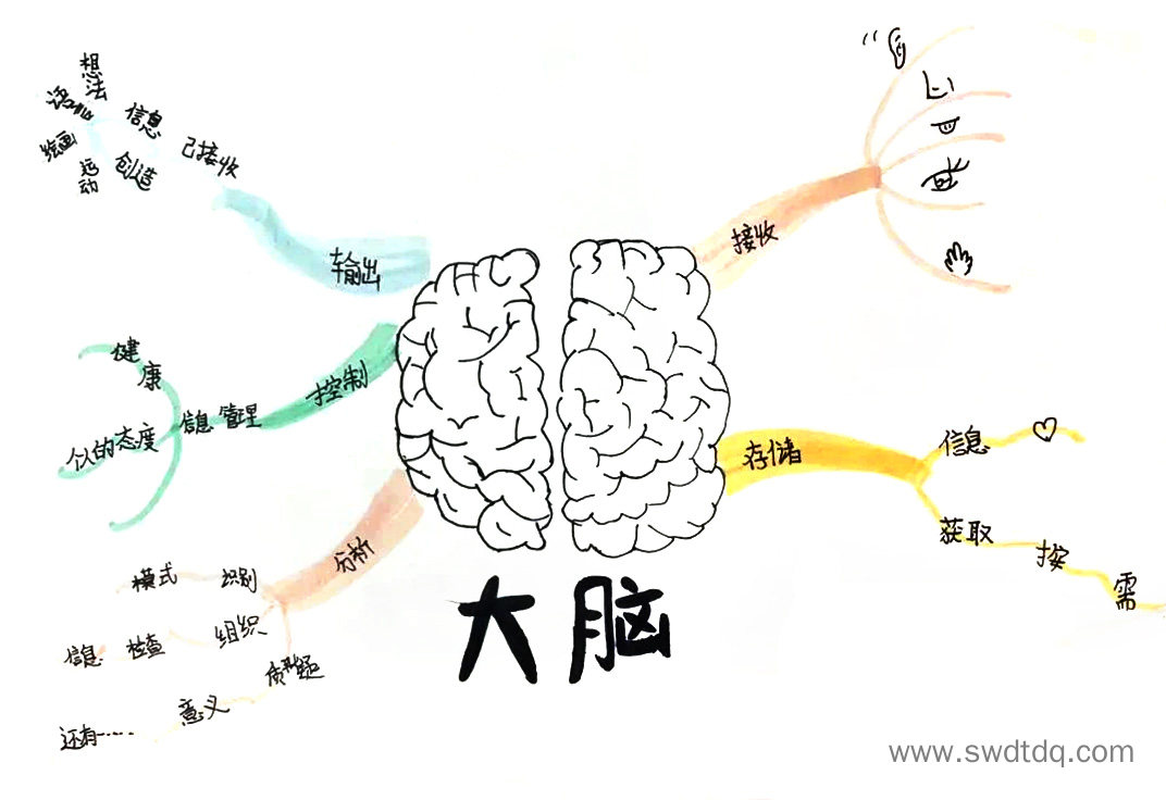 轻松梳理科学知识 心和脑思维导图-第2张