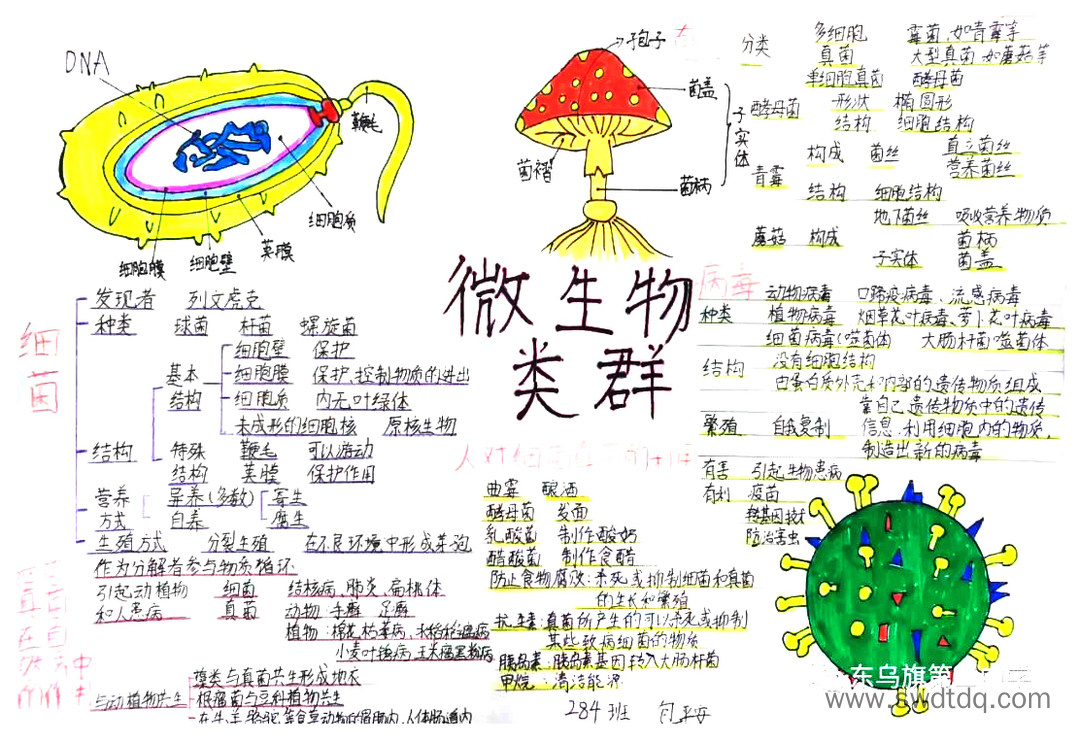 八年级上册《微生物》思维导图精选（图4）