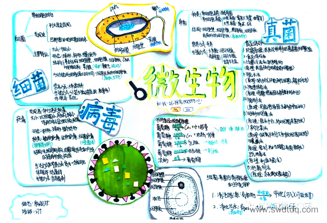 八年级上册《微生物》思维导图精选（图7）