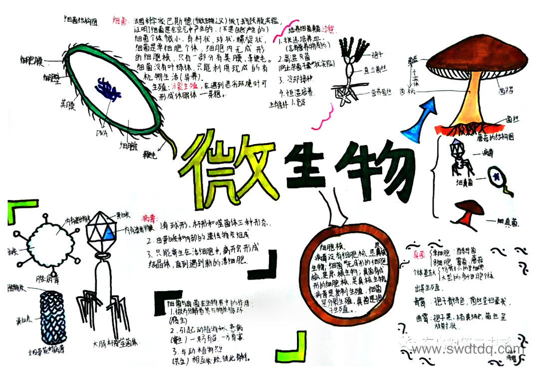 八年级上册《微生物》思维导图精选（图2）