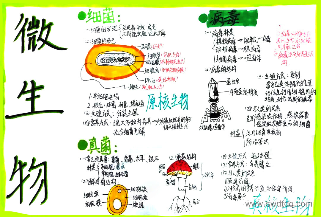 八年级上册《微生物》思维导图精选（图5）