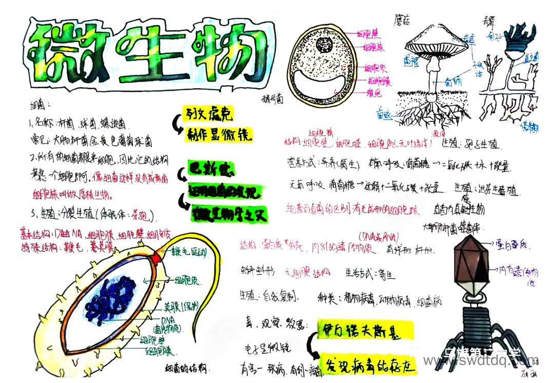 八年级上册《微生物》思维导图精选（图3）